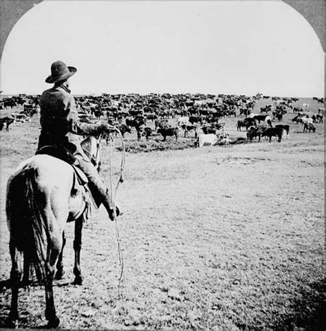 Texas Cattle Drives — Texas Parks And Wildlife Department