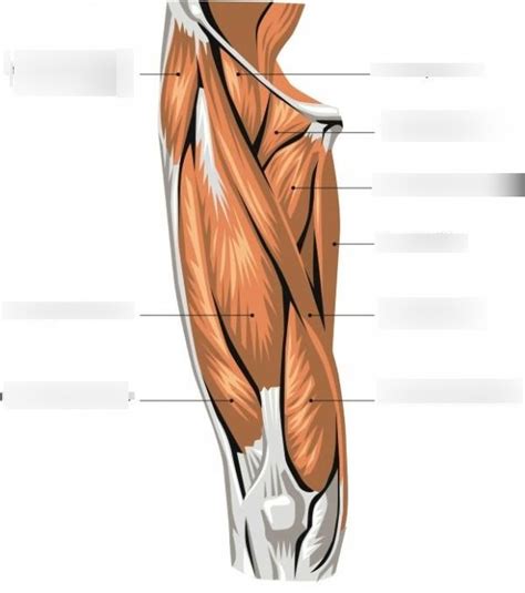 Thigh Muscles Diagram Quizlet