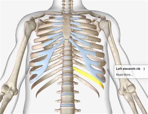 Anatomy Under The Right Rib Human Anatomy Right Side Under Ribs