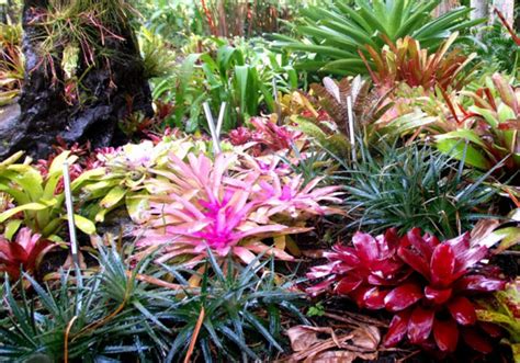 How To Make The Most Of A Visit To Cairns Botanical Gardens