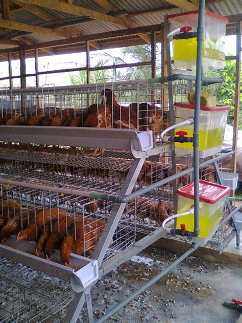 Breeding Advantage Of Chicken Cage Poultry Farm Poultry Farm Design Chicken Cages