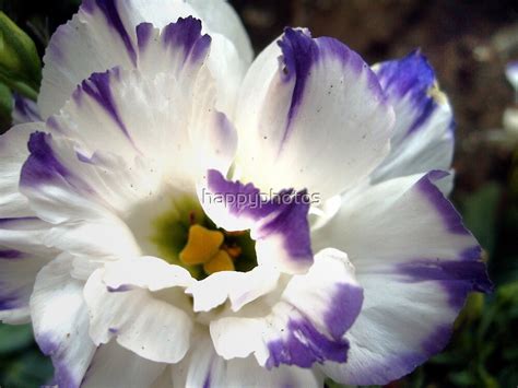 A White Flower With Purple Trim By Happyphotos Redbubble