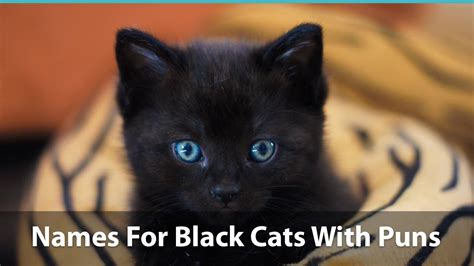 Whether you are a fan of the original broadway musical or the movie version that hit the silver screen in late 2019, cats is full of a colorful cast of felines. Top 150+ Names For Black Cats: Funny, Unique, Pop-Culture ...