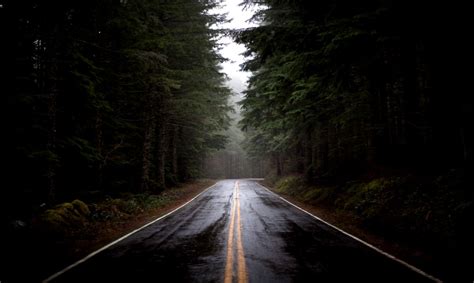 Forest Rain Trees Raining Street Winter Forest Live Cloud Rain Road