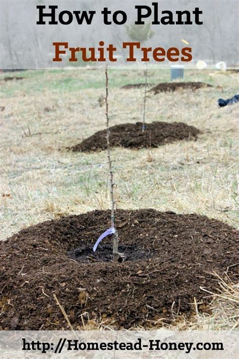 How To Plant Fruit Trees Fruit Tree Garden Planting Fruit Trees