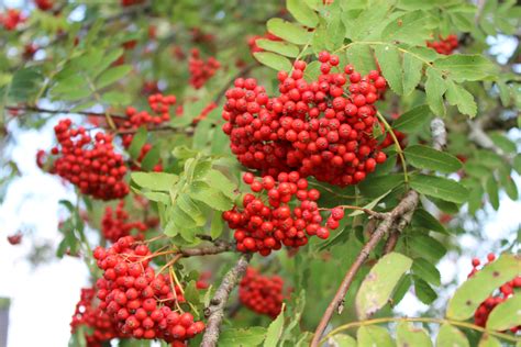 Free Images Tree Fruit Berry Flower Food Produce Evergreen