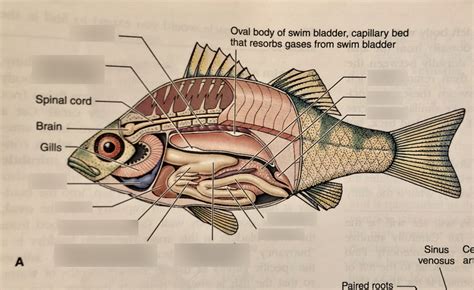 Bony Fish Internal Anatomy Diagram Quizlet