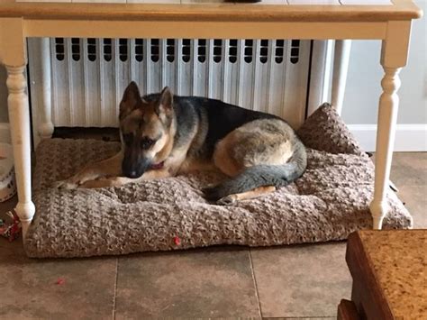 We did not find results for: German Shepherd Dog puppy for sale in GLASTONBURY, CT. ADN ...