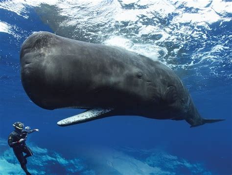 The Amazing World Of Whales Revealed In Whales Giants Of The Deep An