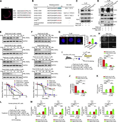 Trib3 Promotes Apl Progression Through Stabilization Of The Oncoprotein