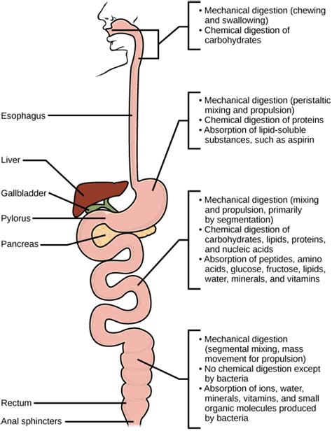 The Digestive System Processes Food Extracts Nutrients And Eliminates