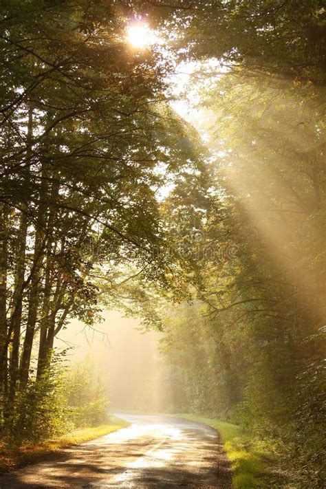 Morning Sun Rays Fall On The Forest Road Stock Photography Image