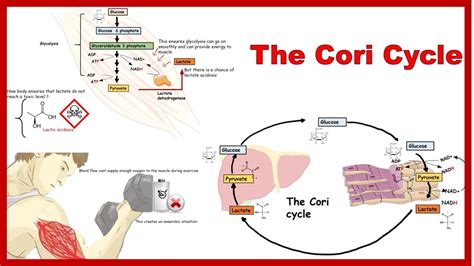 Cori Cycle And Its Physiological Significance Youtube