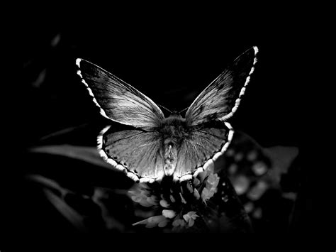Awesome Black And White Butterfly Wallpaper Hd 765