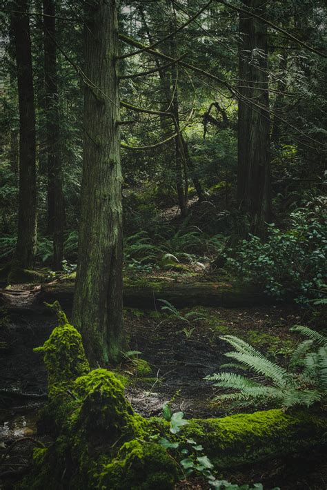 Lush Forests Of Anacortes Wa Oc 4000x2668 Nature Photography