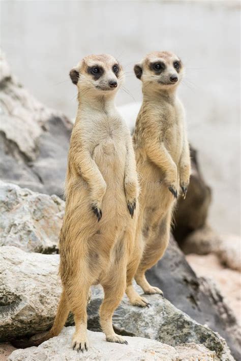 Two Meerkats Or Suricates Suricata Suricatta Stock Image Image Of