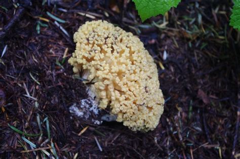 Poisonous mushrooms in washington state. Wild Mushrooms In Washington State - All Mushroom Info