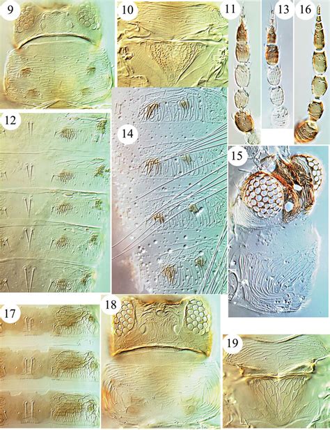Dendrothripinae 9 12 Dendrothrips Notelaea 9 Head And Pronotum