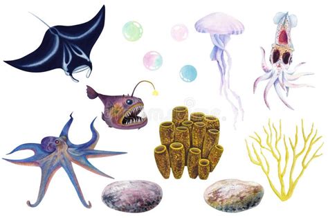 Watercolor Illustrations Manta Ray Squid Jellyfish Octopus