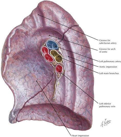 Thorax Radiology Key