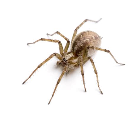 Male Vs Female House Spider Key Differences Explained Bug Domain