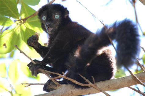Saving The Blue Eyed Black Lemurs Of Sahamalaza Iles Radama National