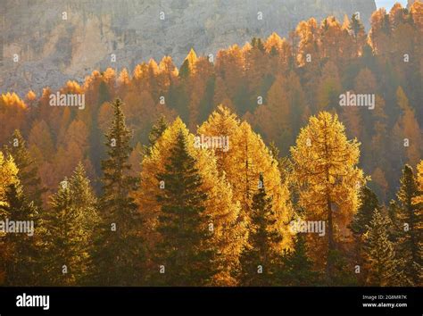 Orange Autumn Larch Trees Forest With Fog Above Autumn Or Fall Forest
