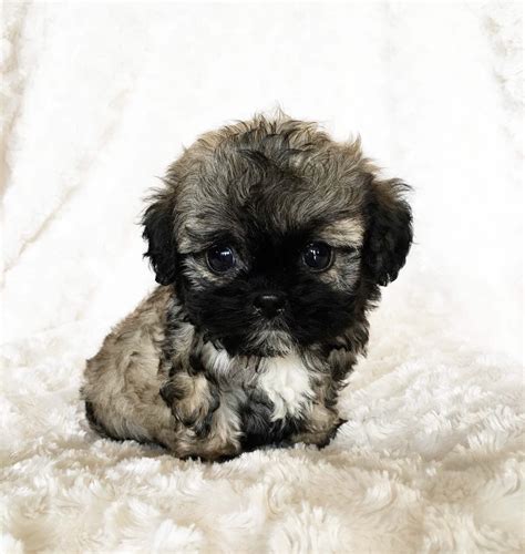 Tiny Teacup Maltipoo Puppy For Sale Cobby Teddy Bear Face