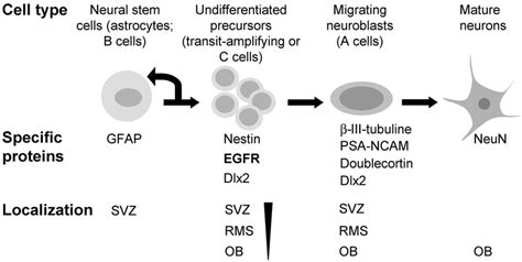 Cell Types Involved In Adult Neurogenesis In The Rodent Subventricular
