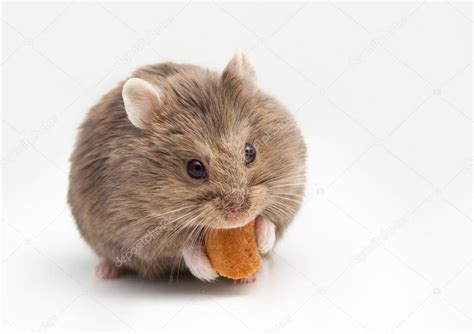 Adorable Hamster Eating Fat — Stock Photo © Akvafoto2012 98086032