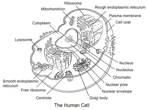 Human Cell Coloring Page Free Printable Coloring Pages For Kids