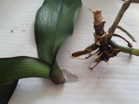 How To Revive An Orchid Without Leaves Beginners Guide