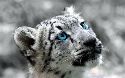 Cute Baby Leopards With Blue Eyes