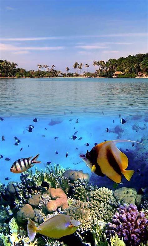 Ocean Fish Live Wallpaper For Android Apk Download