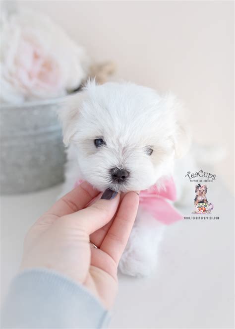 Snow White Maltese Puppies Teacup Puppies And Boutique