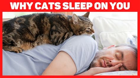 Why Does Your Cat Sleep With You Youtube