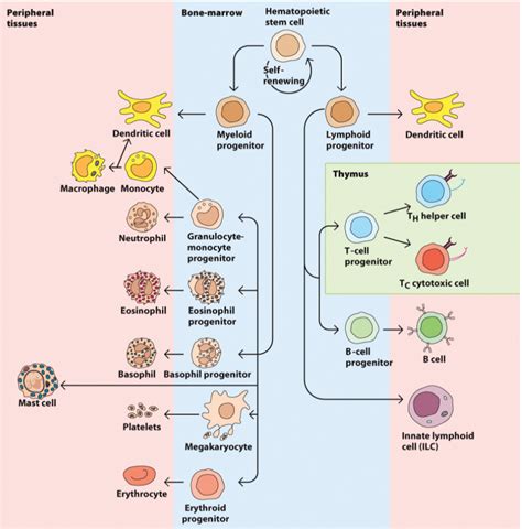 Cells Of The Immune System Diagram Quizlet