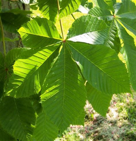 And after the leaf stalks have fallen there is a. Ruby Red Horsechestnut - Horsechestnut Family - Opposite ...