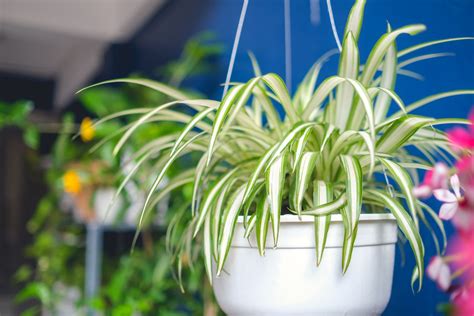 Le piante d'appartamento, in genere, risultano 10 tra le migliori piante da interno che richiedono poca luce. Tutte le piante da interno che sopravvivono anche con poca ...
