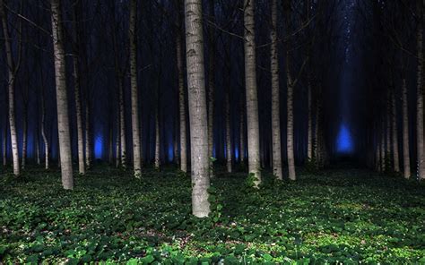 Fondos De Pantalla Bosques árboles Noche Naturaleza Descargar Imagenes