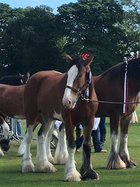 Huge Announcement The Clydesdales Are Staying Here For A Few Weeks