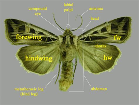 Glossary A