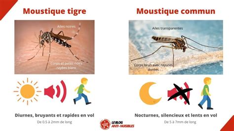 Quelles Différences Entre Le Moustique Tigre Et Le Moustique Commun