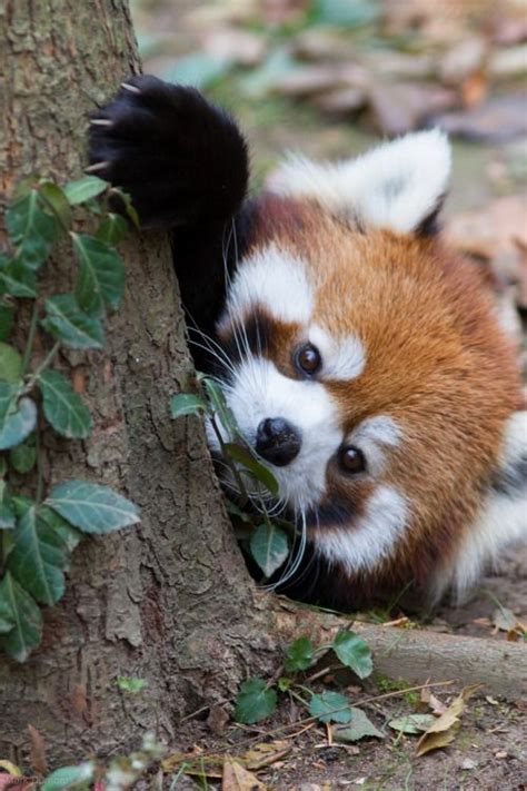 Red Panda Img0378 By Mark Dumont They Have These At The Detroit