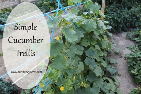 Simple Cucumber Trellis Pot Bag Growing Pinterest