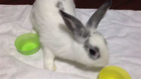 Cutest Bunny Rabbit Ever Good Luck Marshmallow 010 Youtube