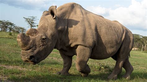 Rip Sudan The Last Male Northern White Rhino The Revelator