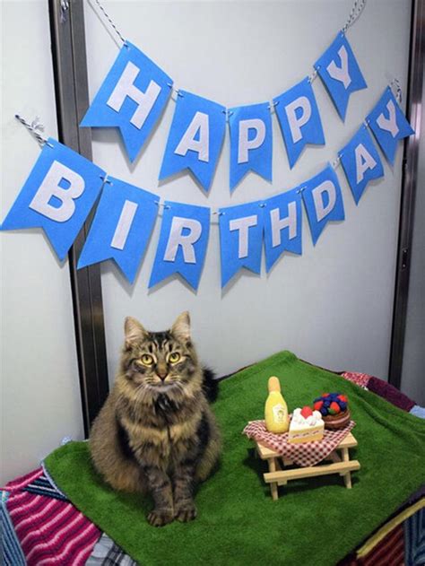 Shelter Cat Still Looking For Forever Home After No One Shows Up To Her Birthday Party