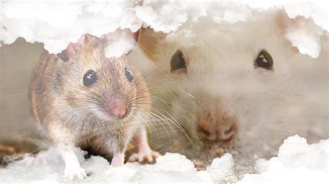9 Significados De Soñar Con Ratas Y Ratones ൠ