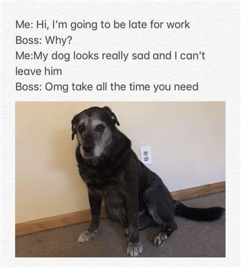 Pin On Dog Memes